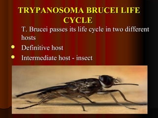 TRYPANOSOMA BRUCEI LIFETRYPANOSOMA BRUCEI LIFE
CYCLECYCLE
T. Brucei passes its life cycle in two differentT. Brucei passes its life cycle in two different
hostshosts
 Definitive hostDefinitive host
 Intermediate host - insectIntermediate host - insect
 