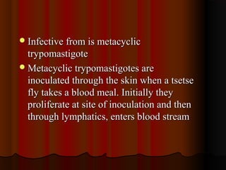 Infective from is metacyclicInfective from is metacyclic
trypomastigotetrypomastigote
Metacyclic trypomastigotes areMetacyclic trypomastigotes are
inoculated through the skin when a tsetseinoculated through the skin when a tsetse
fly takes a blood meal. Initially theyfly takes a blood meal. Initially they
proliferate at site of inoculation and thenproliferate at site of inoculation and then
through lymphatics, enters blood streamthrough lymphatics, enters blood stream
 