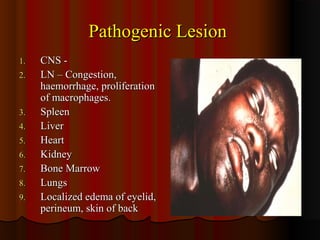 Pathogenic LesionPathogenic Lesion
1.1. CNS -CNS -
2.2. LN – Congestion,LN – Congestion,
haemorrhage, proliferationhaemorrhage, proliferation
of macrophages.of macrophages.
3.3. SpleenSpleen
4.4. LiverLiver
5.5. HeartHeart
6.6. KidneyKidney
7.7. Bone MarrowBone Marrow
8.8. LungsLungs
9.9. Localized edema of eyelid,Localized edema of eyelid,
perineum, skin of backperineum, skin of back
 