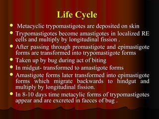 Life CycleLife Cycle
 Metacyclic trypomastigotes are deposited on skinMetacyclic trypomastigotes are deposited on skin
 Trypomastigotes become amastigotes in localized RETrypomastigotes become amastigotes in localized RE
cells and multiply by longitudinal fission .cells and multiply by longitudinal fission .
 After passing through promastigote and epimastigoteAfter passing through promastigote and epimastigote
forms are transformed into trypomastigote formsforms are transformed into trypomastigote forms
 Taken up by bug during act of bitingTaken up by bug during act of biting
 In midgut- transformed to amastigote formsIn midgut- transformed to amastigote forms
 Amastigote forms later transformed into epimastigoteAmastigote forms later transformed into epimastigote
forms which migrate backwards to hindgut andforms which migrate backwards to hindgut and
multiply by longitudinal fission.multiply by longitudinal fission.
 In 8-10 days time metacylic forms of trypomastigotesIn 8-10 days time metacylic forms of trypomastigotes
appear and are excreted in faeces of bug .appear and are excreted in faeces of bug .
 