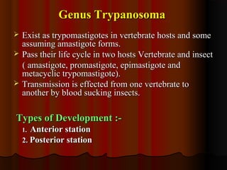 Genus TrypanosomaGenus Trypanosoma
 Exist as trypomastigotes in vertebrate hosts and someExist as trypomastigotes in vertebrate hosts and some
assuming amastigote forms.assuming amastigote forms.
 Pass their life cycle in two hosts Vertebrate and insectPass their life cycle in two hosts Vertebrate and insect
( amastigote, promastigote, epimastigote and( amastigote, promastigote, epimastigote and
metacyclic trypomastigote).metacyclic trypomastigote).
 Transmission is effected from one vertebrate toTransmission is effected from one vertebrate to
another by blood sucking insects.another by blood sucking insects.
Types of Development :-Types of Development :-
1.1. Anterior stationAnterior station
2.2. Posterior stationPosterior station
 