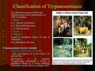 Classification of TrypanosomiasisClassification of Trypanosomiasis
Two British scientists (Forbe andTwo British scientists (Forbe and
Dutton) discovered trypanosomes inDutton) discovered trypanosomes in
1901 in Gambia1901 in Gambia
 T. Brucei-T. Brucei-
a) T. Brucei Gambiensea) T. Brucei Gambiense
b) T. Brucei Rhodesienseb) T. Brucei Rhodesiense
c ) T. Brucei bruceic ) T. Brucei brucei
 T. Cruzi-T. Cruzi-
 T. Rangeli-T. Rangeli-
 Found in peripheral blood of man inFound in peripheral blood of man in
venezuela.venezuela.
 Non pathogenic for man.Non pathogenic for man.
Trypanosomiasis Seen in AnimalsTrypanosomiasis Seen in Animals
1)1) NON PATHOGENICNON PATHOGENIC-- T. LewisiT. Lewisi
 Life cycle passes in to two hosts -ratLife cycle passes in to two hosts -rat
and rat fleaand rat flea
 Shriwastava et al. reportedShriwastava et al. reported
Trypanosome resembling T. Lewisi inTrypanosome resembling T. Lewisi in
peripheral blood of 2 cases sufferingperipheral blood of 2 cases suffering
from short febrile illness in Raipur M.P.from short febrile illness in Raipur M.P.
 
