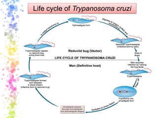Life cycle of Trypanosoma cruzi
 