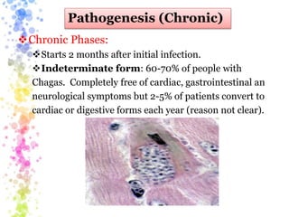 Pathogenesis (Chronic)
Chronic Phases:
Starts 2 months after initial infection.
Indeterminate form: 60-70% of people with
Chagas. Completely free of cardiac, gastrointestinal an
neurological symptoms but 2-5% of patients convert to
cardiac or digestive forms each year (reason not clear).
 
