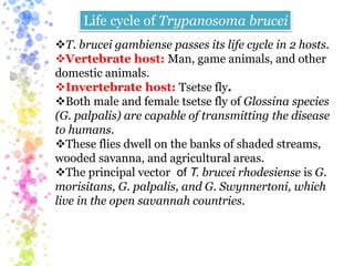 T. brucei gambiense passes its life cycle in 2 hosts.
Vertebrate host: Man, game animals, and other
domestic animals.
Invertebrate host: Tsetse fly.
Both male and female tsetse fly of Glossina species
(G. palpalis) are capable of transmitting the disease
to humans.
These flies dwell on the banks of shaded streams,
wooded savanna, and agricultural areas.
The principal vector of T. brucei rhodesiense is G.
morisitans, G. palpalis, and G. Swynnertoni, which
live in the open savannah countries.
Life cycle of Trypanosoma brucei
 