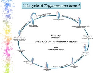 Life cycle of Trypanosoma brucei
 