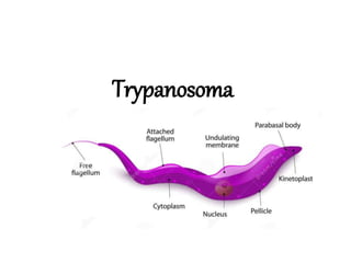 Trypanosoma
 