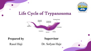 Life Cycle of Trypanosoma
Prepared by
Rasol Haji
Supervisor
Dr. Sofyan Haje
 