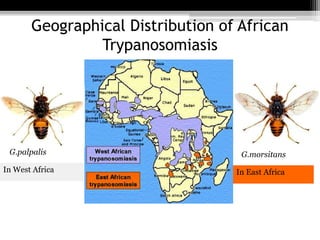 Geographical Distribution of African
Trypanosomiasis
G.palpalis G.morsitans
In West Africa In East Africa
 