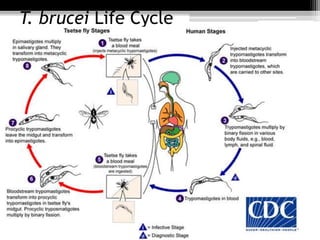 T. brucei Life Cycle
 
