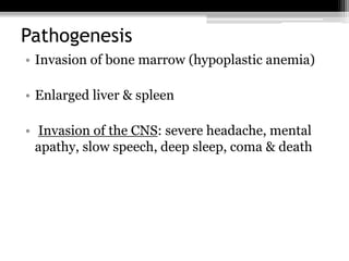 Pathogenesis
• Invasion of bone marrow (hypoplastic anemia)
• Enlarged liver & spleen
• Invasion of the CNS: severe headache, mental
apathy, slow speech, deep sleep, coma & death
 