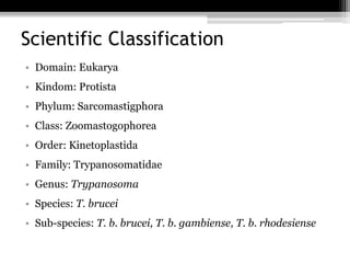 Scientific Classification
• Domain: Eukarya
• Kindom: Protista
• Phylum: Sarcomastigphora
• Class: Zoomastogophorea
• Order: Kinetoplastida
• Family: Trypanosomatidae
• Genus: Trypanosoma
• Species: T. brucei
• Sub-species: T. b. brucei, T. b. gambiense, T. b. rhodesiense
 