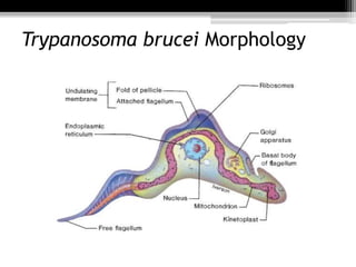 Trypanosoma brucei Morphology
 