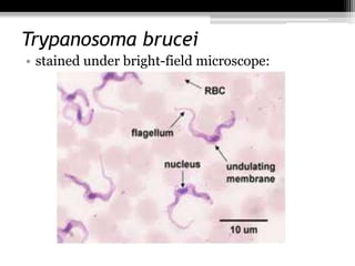 Trypanosoma brucei
• stained under bright-field microscope:
 