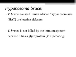 Trypanosoma brucei
• T. brucei causes Human African Trypanosomiasis
(HAT) or sleeping sickness
• T. brucei is not killed by the immune system
because it has a glycoprotein (VSG) coating.
 
