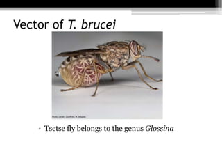 Vector of T. brucei
• Tsetse fly belongs to the genus Glossina
 