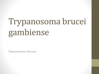 Trypanosoma brucei
gambiense
Tripanosomiasis Africana

 