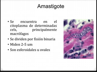 • Se encuentra en el
citoplasma de determinadas
cels, principalmente
macrófagos
• Se dividen por fisión binaria
• Miden 2-5 um
• Son esferoidales u ovales
Amastigote
 