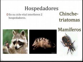 Hospedadores
0 En su ciclo vital interfieren 2
hospedadores.
Chinche-
triatomas
Mamíferos
 