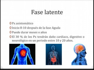Fase latente
0 Px asintomático
0 Inicio 8-10 después de la fase Aguda
0 Puede durar meses o años
0 El 30 % de los Px tendrán daño cardiaco, digestivo o
neurológico en un periodo entre 10 y 20 años.
 
