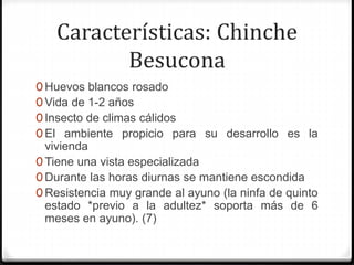 Características: Chinche
Besucona
0 Huevos blancos rosado
0 Vida de 1-2 años
0 Insecto de climas cálidos
0 El ambiente propicio para su desarrollo es la
vivienda
0 Tiene una vista especializada
0 Durante las horas diurnas se mantiene escondida
0 Resistencia muy grande al ayuno (la ninfa de quinto
estado *previo a la adultez* soporta más de 6
meses en ayuno). (7)
 