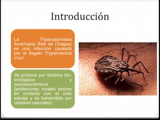 Introducción
La Tripanosomiasis
Americana (Mal de Chagas)
es una infección causada
por el flagelo Trypanosoma
cruzi.
Se produce por factores bio-
ecológicos y
socioeconómicos
(poblaciones rurales pobres
en contacto con el ciclo
salvaje y es transmitida por
vectores naturales).
 