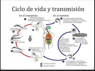 Ciclo de vida y transmisión
 