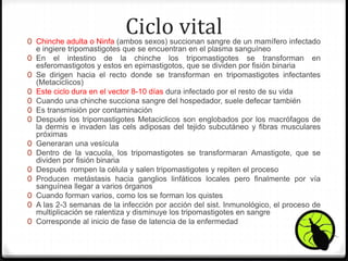 Ciclo vital0 Chinche adulta o Ninfa (ambos sexos) succionan sangre de un mamífero infectado
e ingiere tripomastigotes que se encuentran en el plasma sanguíneo
0 En el intestino de la chinche los tripomastigotes se transforman en
esferomastigotos y estos en epimastigotos, que se dividen por fisión binaria
0 Se dirigen hacia el recto donde se transforman en tripomastigotes infectantes
(Metaciclicos)
0 Este ciclo dura en el vector 8-10 días dura infectado por el resto de su vida
0 Cuando una chinche succiona sangre del hospedador, suele defecar también
0 Es transmisión por contaminación
0 Después los tripomastigotes Metaciclicos son englobados por los macrófagos de
la dermis e invaden las cels adiposas del tejido subcutáneo y fibras musculares
próximas
0 Generaran una vesícula
0 Dentro de la vacuola, los tripomastigotes se transformaran Amastigote, que se
dividen por fisión binaria
0 Después rompen la célula y salen tripomastigotes y repiten el proceso
0 Producen metástasis hacia ganglios linfáticos locales pero finalmente por vía
sanguínea llegar a varios órganos
0 Cuando forman varios, como los se forman los quistes
0 A las 2-3 semanas de la infección por acción del sist. Inmunológico, el proceso de
multiplicación se ralentiza y disminuye los tripomastigotes en sangre
0 Corresponde al inicio de fase de latencia de la enfermedad
 