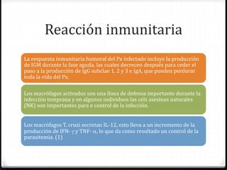 Reacción inmunitaria
La respuesta inmunitaria humoral del Px infectado incluye la producción
de IGM durante la fase aguda, las cuales decrecen después para ceder el
paso a la producción de IgG subclae 1, 2 y 3 e IgA, que pueden perdurar
toda la vida del Px.
Los macrófagos activados son una línea de defensa importante durante la
infección temprana y en algunos individuos las cels asesinas naturales
(NK) son importantes para e control de la infección.
Los macrófagos T. cruzi secretan IL-12, esto lleva a un incremento de la
producción de IFN-  y TNF- , lo que da como resultado un control de la
parasitemia. (1)
 