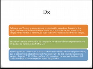 Dx
Debido a que T. cruzi se encuentra en la circulación sanguínea durante la fase
aguda, las técnicas de laboratorio se basan en la utilizción de una muestra de
sangre para detectar al parásito, se puede observar mediante un frote de sangre.
Es factible realizar inoculación de sangre del Px en animales de experimentación
en medios de cultivo como NNN y LIT.
Xenodiagnóstico consiste en utilizar triatominos no infectados con el protozoario,
que al colocarse en el antebrazo del Px durante 20- 30 min se alimentan con su
sangre y los dias 7, 14 y 30 después se efectúan observaciones de las heces del
triatomino bajo el microscopio en busca del parásito.
 