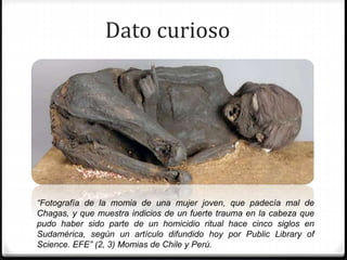 Dato curioso
“Fotografía de la momia de una mujer joven, que padecía mal de
Chagas, y que muestra indicios de un fuerte trauma en la cabeza que
pudo haber sido parte de un homicidio ritual hace cinco siglos en
Sudamérica, según un artículo difundido hoy por Public Library of
Science. EFE” (2, 3) Momias de Chile y Perú.
 