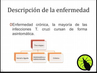 Descripción de la enfermedad
0Enfermedad crónica, la mayoría de las
infecciones T. cruzi cursan de forma
asintomática.
Tres etapas :
Inicial o Aguda
Asintomática o
indeterminada
Crónica
 