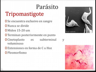 Parásito
0 Se encuentra exclusivo en sangre
0 Nunca se divide
0 Miden 15-20 um
0 Terminan posteriormente en punto
0 Cinetoplasto es subterminal y
voluminoso
0 Extensiones en forma de C u Hoz
0 Pleomorfismo
Tripomastigote
 