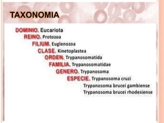 TAXONOMIA
 