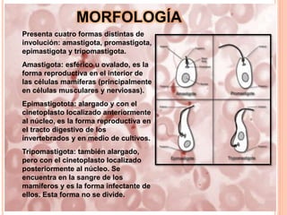 MORFOLOGÍA
Presenta cuatro formas distintas de
involución: amastigota, promastigota,
epimastigota y tripomastigota.
Amastigota: esférico u ovalado, es la
forma reproductiva en el interior de
las células mamíferas (principalmente
en células musculares y nerviosas).
Epimastigotota: alargado y con el
cinetoplasto localizado anteriormente
al núcleo, es la forma reproductiva en
el tracto digestivo de los
invertebrados y en medio de cultivos.
Tripomastigota: también alargado,
pero con el cinetoplasto localizado
posteriormente al núcleo. Se
encuentra en la sangre de los
mamíferos y es la forma infectante de
ellos. Esta forma no se divide.
 
