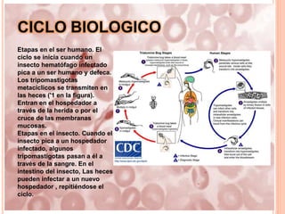 CICLO BIOLOGICO
Etapas en el ser humano. El
ciclo se inicia cuando un
insecto hematófago infectado
pica a un ser humano y defeca.
Los tripomastigotas
metacíclicos se transmiten en
las heces ('1 en la figura).
Entran en el hospedador a
través de la herida o por el
cruce de las membranas
mucosas.
Etapas en el insecto. Cuando el
insecto pica a un hospedador
infectado, algunos
tripomastigotas pasan a él a
través de la sangre. En el
intestino del insecto, Las heces
pueden infectar a un nuevo
hospedador , repitiéndose el
ciclo.
 