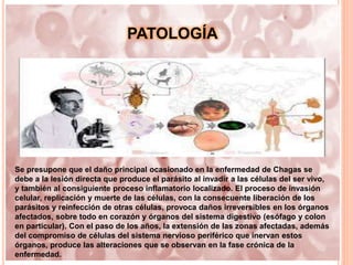 PATOLOGÍA
Se presupone que el daño principal ocasionado en la enfermedad de Chagas se
debe a la lesión directa que produce el parásito al invadir a las células del ser vivo,
y también al consiguiente proceso inflamatorio localizado. El proceso de invasión
celular, replicación y muerte de las células, con la consecuente liberación de los
parásitos y reinfección de otras células, provoca daños irreversibles en los órganos
afectados, sobre todo en corazón y órganos del sistema digestivo (esófago y colon
en particular). Con el paso de los años, la extensión de las zonas afectadas, además
del compromiso de células del sistema nervioso periférico que inervan estos
órganos, produce las alteraciones que se observan en la fase crónica de la
enfermedad.
 