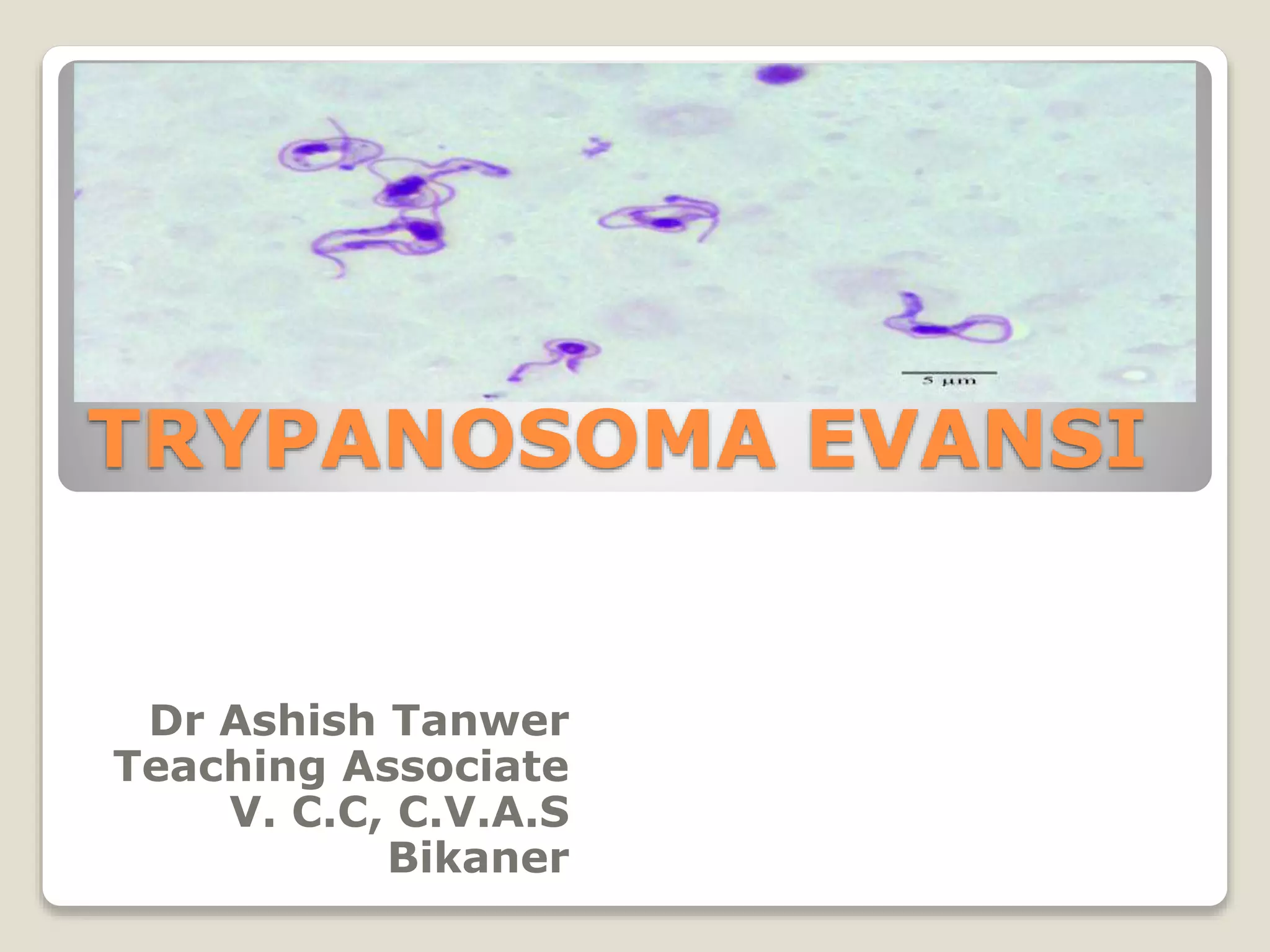 Homidium Trypanosoma evansi | PPTX
