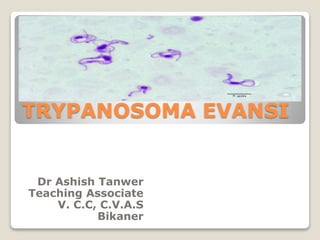 TRYPANOSOMA EVANSI
Dr Ashish Tanwer
Teaching Associate
V. C.C, C.V.A.S
Bikaner
 