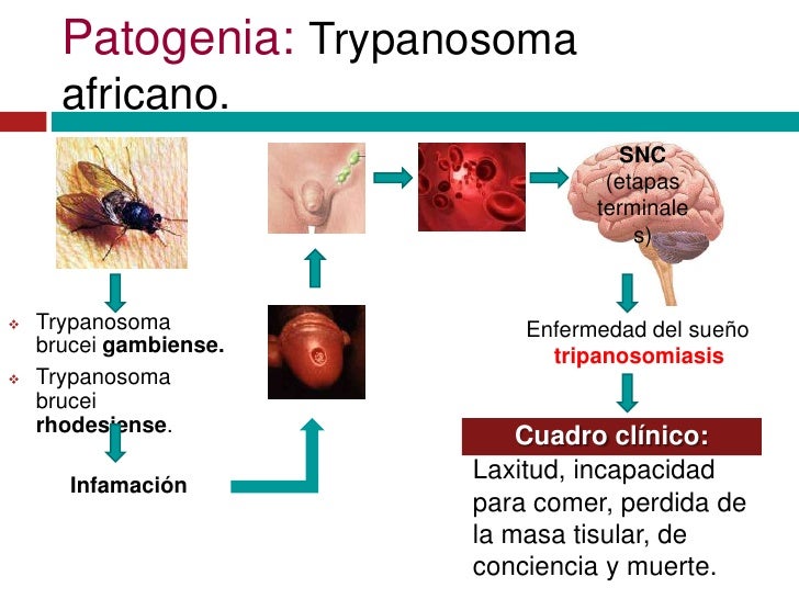 Que significa tisular