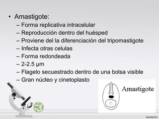• Amastigote:
– Forma replicativa intracelular
– Reproducción dentro del huésped
– Proviene del la diferenciación del tripomastigote
– Infecta otras celulas
– Forma redondeada
– 2-2.5 µm
– Flagelo secuestrado dentro de una bolsa visible
– Gran núcleo y cinetoplasto
 