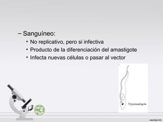 – Sanguíneo:
• No replicativo, pero si infectiva
• Producto de la diferenciación del amastigote
• Infecta nuevas células o pasar al vector
 
