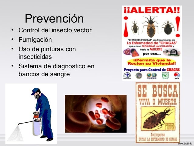 Resultado de imagen para PrevenciÃ³n de trypanosoma cruzi