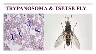 TRYPANOSOMA & TSETSE FLY
 