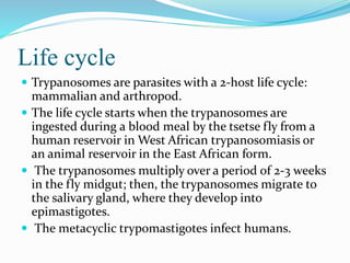 Life cycle
 Trypanosomes are parasites with a 2-host life cycle:
mammalian and arthropod.
 The life cycle starts when the trypanosomes are
ingested during a blood meal by the tsetse fly from a
human reservoir in West African trypanosomiasis or
an animal reservoir in the East African form.
 The trypanosomes multiply over a period of 2-3 weeks
in the fly midgut; then, the trypanosomes migrate to
the salivary gland, where they develop into
epimastigotes.
 The metacyclic trypomastigotes infect humans.
 
