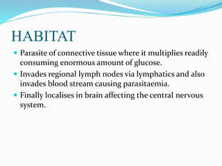 HABITAT
 Parasite of connective tissue where it multiplies readily
consuming enormous amount of glucose.
 Invades regional lymph nodes via lymphatics and also
invades blood stream causing parasitaemia.
 Finally localises in brain affecting the central nervous
system.
 