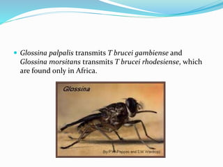  Glossina palpalis transmits T brucei gambiense and
Glossina morsitans transmits T brucei rhodesiense, which
are found only in Africa.
 