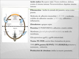 Acido sialico Receptor sialyl. Trans-sialidasa: defensa
contra el sistema inmune Neurominidasa: deprime sistema
inmune
Fibronectina: facilita la entrada del parasito, actua como
puente.
Moléculas de adhesión intercelular (s-ICAM) y moléculas
solubles de adhesión vascular. (s-VCAM) : adhesión e
inflamación.
Zimodemos: agrupar cepas.
Peretrina O PERFORINA: adhesión a matriz celular.
Membrana glycosil-phosphatidil-inositol.: se ancla a la
membrana.
Glicoproteinas gpS2 y gp90: infectividad.
Toxina TC-TOX: acción lítica formadora de poros.
TH1 (IFN gamma Il2 FNT) TH2(IL10,IL4):protector y
resistencia , infección.
Produccion de citocinas: inhibe la muerte parasitaria..
 