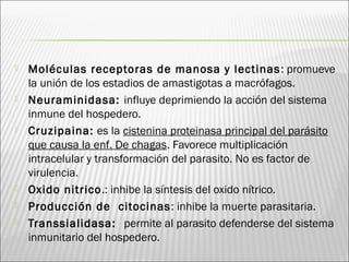  Moléculas receptoras de manosa y lectinas: promueve
la unión de los estadios de amastigotas a macrófagos.
 Neuraminidasa: influye deprimiendo la acción del sistema
inmune del hospedero.
 Cruzipaina: es la cistenina proteinasa principal del parásito
que causa la enf. De chagas. Favorece multiplicación
intracelular y transformación del parasito. No es factor de
virulencia.
 Oxido nitrico.: inhibe la síntesis del oxido nítrico.
 Producción de citocinas: inhibe la muerte parasitaria.
 Transsialidasa: permite al parasito defenderse del sistema
inmunitario del hospedero.
 