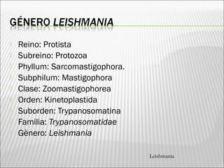  Reino: Protista
 Subreino: Protozoa
 Phyllum: Sarcomastigophora.
 Subphilum: Mastigophora
 Clase: Zoomastigophorea
 Orden: Kinetoplastida
 Suborden: Trypanosomatina
 Familia: Trypanosomatidae
 Gènero: Leishmania
Leishmania
 